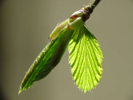 macro of a fresh green leaf of a beech tree in spring