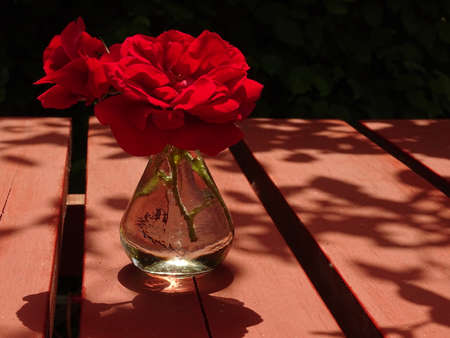 two blooming red roses in a glass vase on a wooden red tableの写真素材