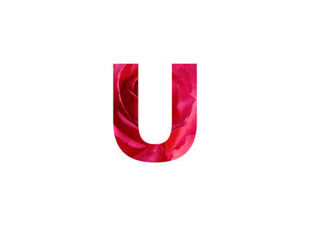 Letter U of the alphabet made with a photo of a red rose, isolated on a white backgroundの写真素材