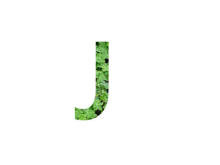 letter J of the alphabet made with green leaf of geranium plant, isolated on a white backgroundの写真素材