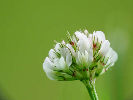 Close up of a white clover ( Trifolium repens) with a green backgroundの写真素材