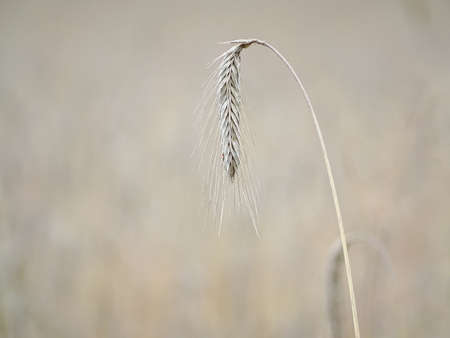 close up of a spike of winter rye with a faint rye field and a cornflower in the background, color...