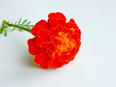 an orange marigold (tagetes) with a yellow edge on the leaves, lying on a white backgroundの写真素材