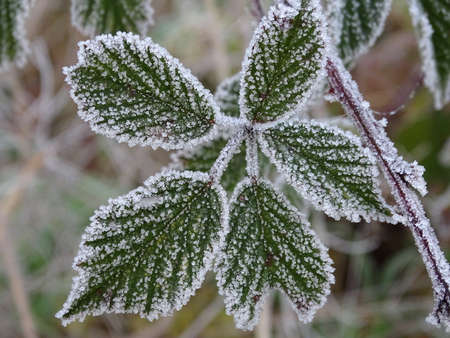 Close up of a blackberry leaf with hoarfrost, with colors white, brown, green