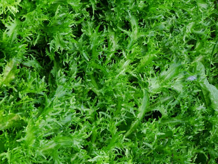 close up of curly endive in the vegetable garden (Cichorium endivia var. crispum), with green and...