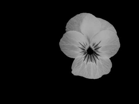 a beautiful black and white photo of a Viola (Violaceae), isolated on a black backgroundの写真素材
