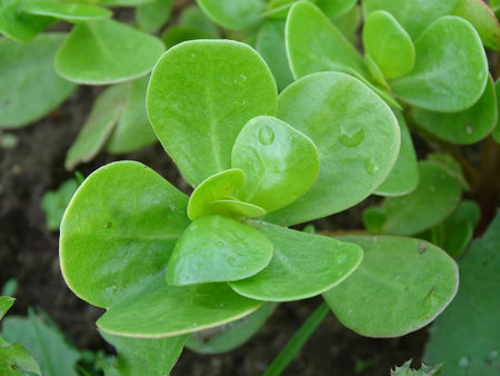 Close up of purslane (Portulaca oleracea)の写真素材