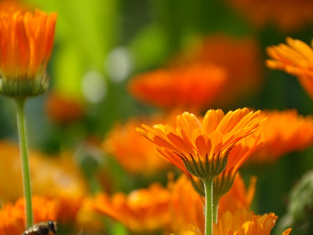 close up of a marigold (Calendula) on a field of marigoldsの写真素材