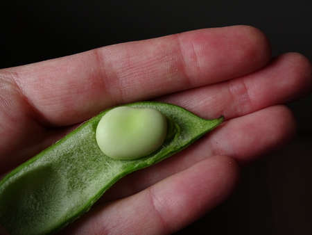 green broad bean in its shell in a woman's hand, with a black background, with colors green, black...