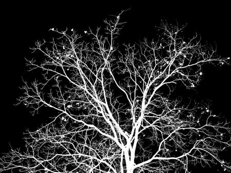 a nice white silhouette of a walnut tree (Juglans regia) with a black backgroundの写真素材