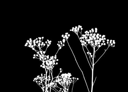 a beautiful white silhouette of a faded plant with a black background, with colors black and whiteの写真素材