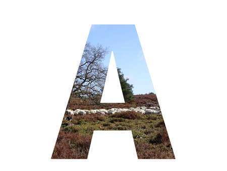 letter A of the alphabet made with a herd of sheep in the heather and a blue sky, with colors brown,...