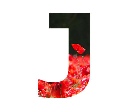 letter J of the alphabet made with a red poppy sticking out above the field of poppies with a dark background, isolated on a white backgroundの写真素材