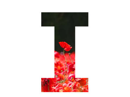 letter I of the alphabet made with a red poppy sticking out above the field of poppies with a dark background, isolated on a white backgroundの写真素材
