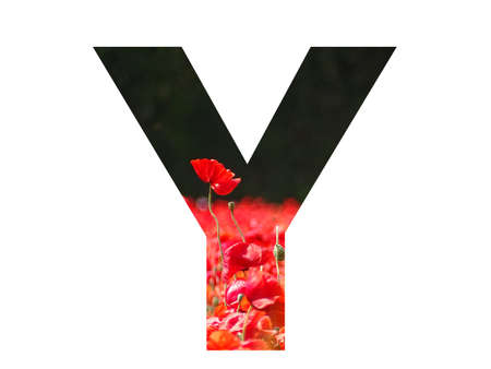 letter Y of the alphabet made with a red poppy sticking out above the field of poppies with a dark background, isolated on a white backgroundの写真素材