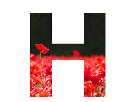 letter H of the alphabet made with a red poppy sticking out above the field of poppies with a dark background, isolated on a white backgroundの写真素材
