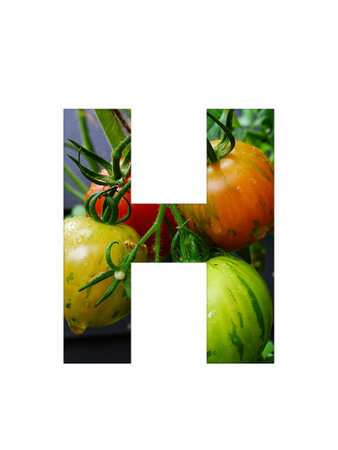 Letter H of the alphabet made with a bunch of tomatoes, yellow unripe and red ripe tomatoes, isolated on a white backgroundの写真素材