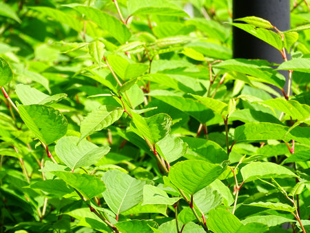 close up of the leaves on the branches of Knotweed (Fallopia japonica), with colors green and brownの写真素材