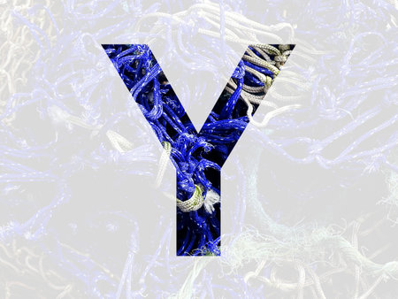 letter Y of the alphabet made with blue and white rope, isolated with a transparent background