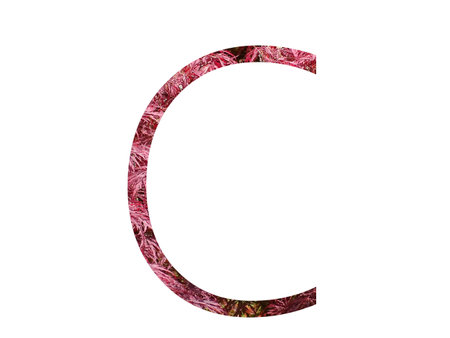 Letter C of the alphabet made with red leaves, isolated on a white backgroundの写真素材