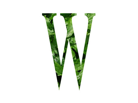 Letter W of the alphabet made with fresh green leaf, isolated on a white backgroundの写真素材