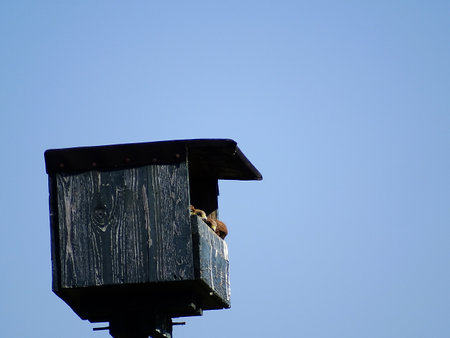 four small kestrel birds (Falco tinnunculus) in a nest box, looking outside, with a blue background