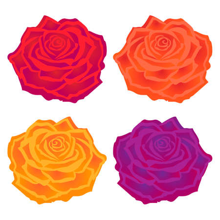 Bright vector illustration. Beautiful multi-colored roses. Flowerのイラスト素材
