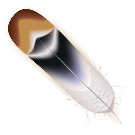 Beautiful vector illustration. Bright and soft brown bird featherのイラスト素材