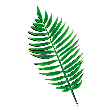 Beautiful vector illustration. Green palm leaf. Coconut tree in the tropicsのイラスト素材