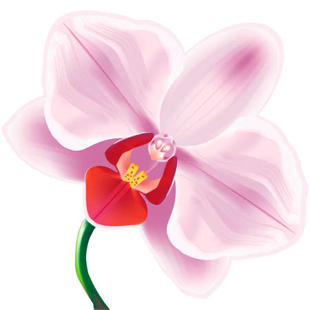 Beautiful vector illustration. Delicate pink orchidのイラスト素材