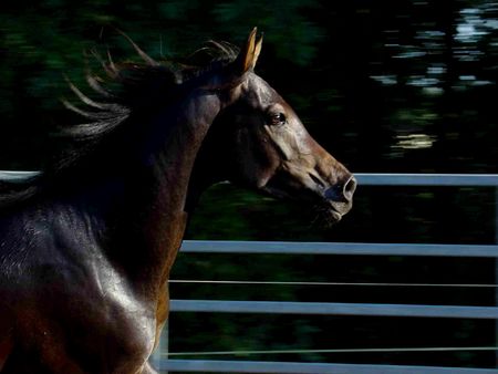 arabian stallionの写真素材