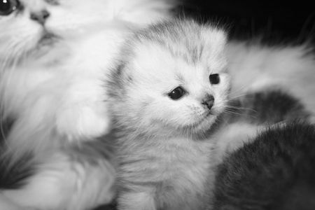 Ansata Persian Kittenの写真素材