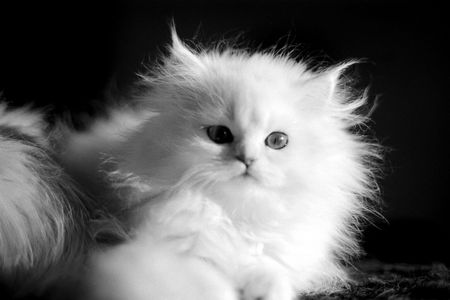 Ansata`s Feivelの写真素材