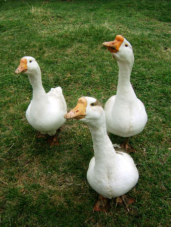 white goosesの写真素材