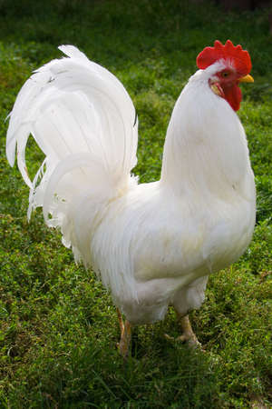 White cockerel