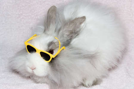 The royal lion's rabbit on faintly pink materialの写真素材