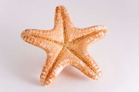 starfish isolated on white background