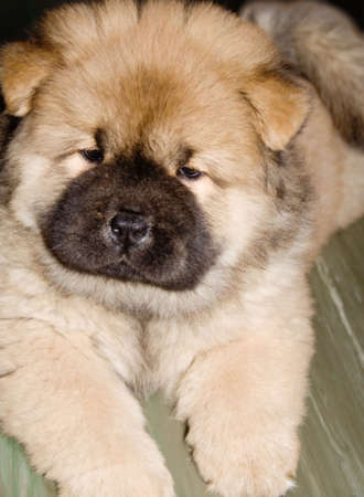 thoroughbred puppy of a chow breedの写真素材