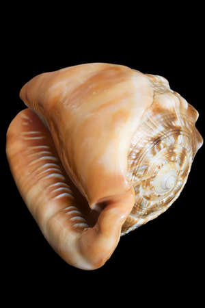 spiral cockle-shell isolated on black