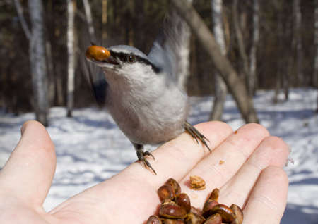 wild bird taking wing on handの写真素材