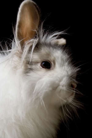 the royal lionhead's rabbitの写真素材