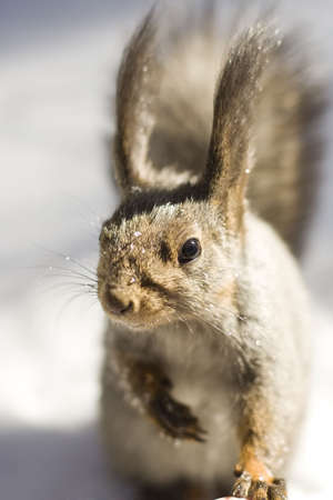 squirrel on the blurred snowの写真素材