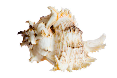 spiral shell isolated on white