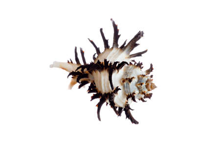 spiral shell isolated on whiteの写真素材