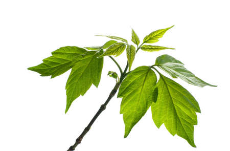 maple tree branch  isolated on whiteの写真素材