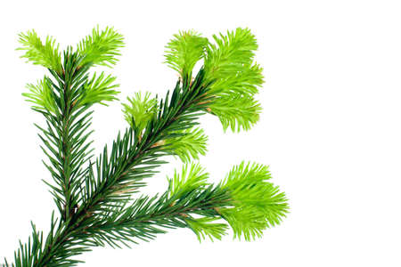 Branch of Fir isolated on white useful for prints decorations