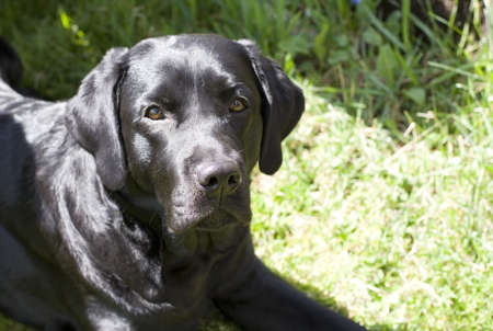 black purebred labrador "Bady" on a green lawnの写真素材