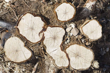 wood cut of multiple tree full-grown from one rootの写真素材