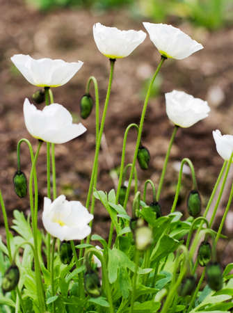 the White Poppies in bedの写真素材