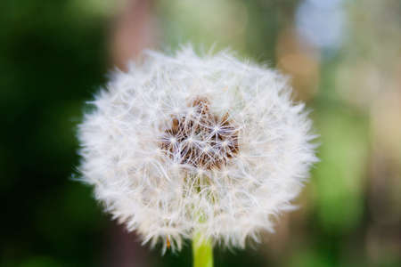 the dandelion